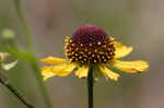 Shortleaf sneezeweed